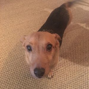 Meet your Posher, Charlie